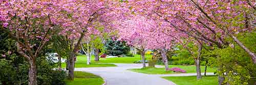 Cherry Hill Publishing mobile website home page theme image